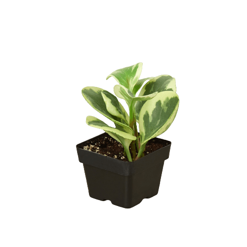 Peperomia &