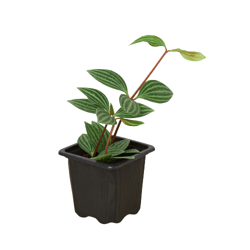 Peperomia &