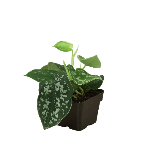 Pothos &