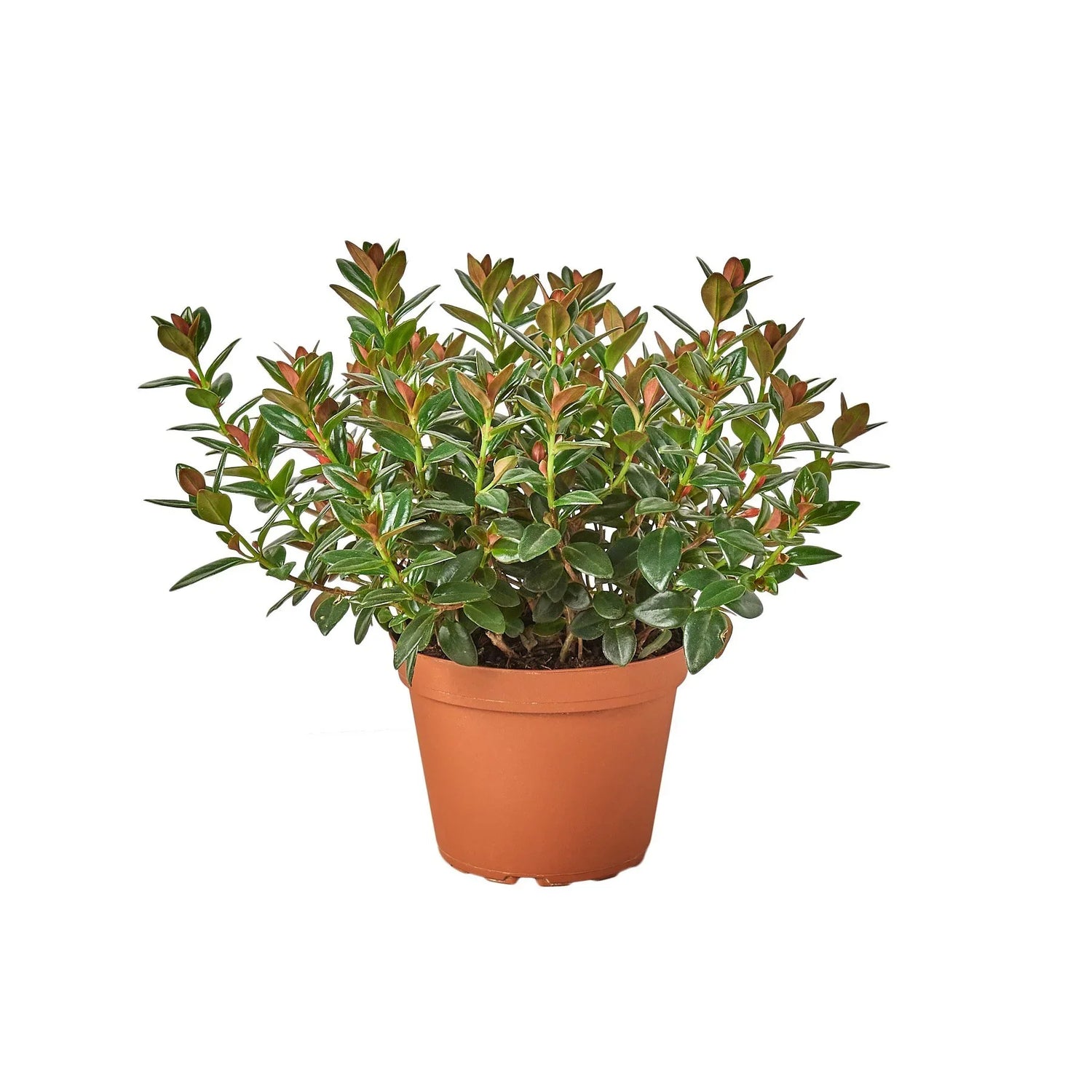 Nematanthus Black Goldfish Plant - Ethereal Company-Default