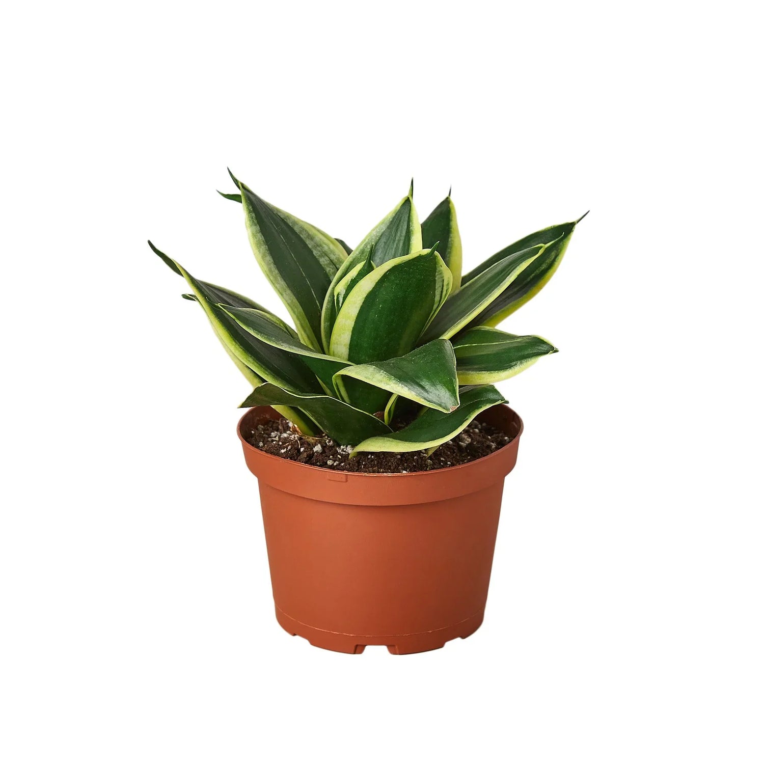 Snake Plant Black Gold - Ethereal CompanyIndoor Plants