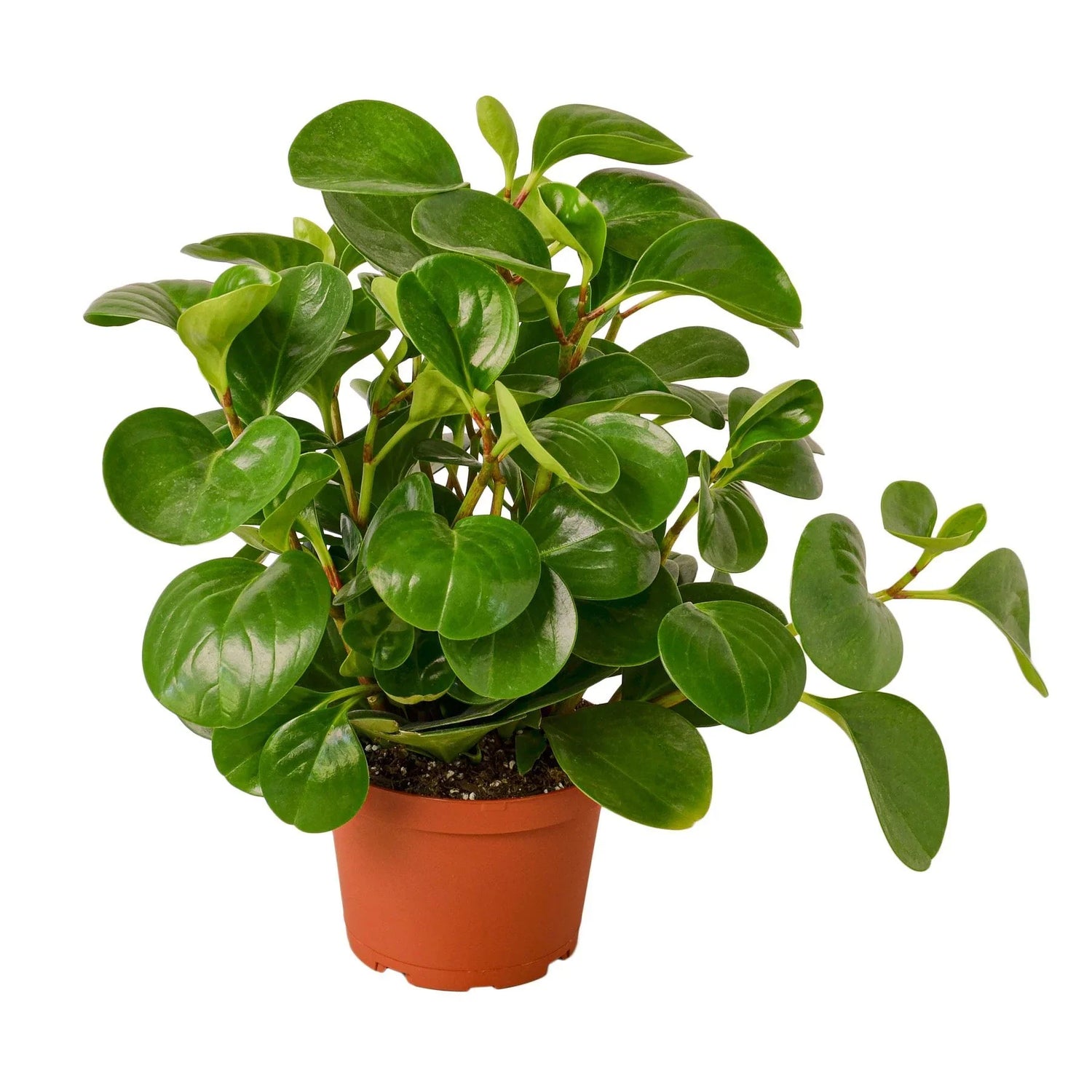 Peperomia Thailand - Ethereal CompanyIndoor Plants