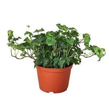 English Ivy Green California - Ethereal Company-Indoor Plants
