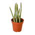Senecio Stapeliiformis Pickle Plant - Ethereal Company-4" Plant