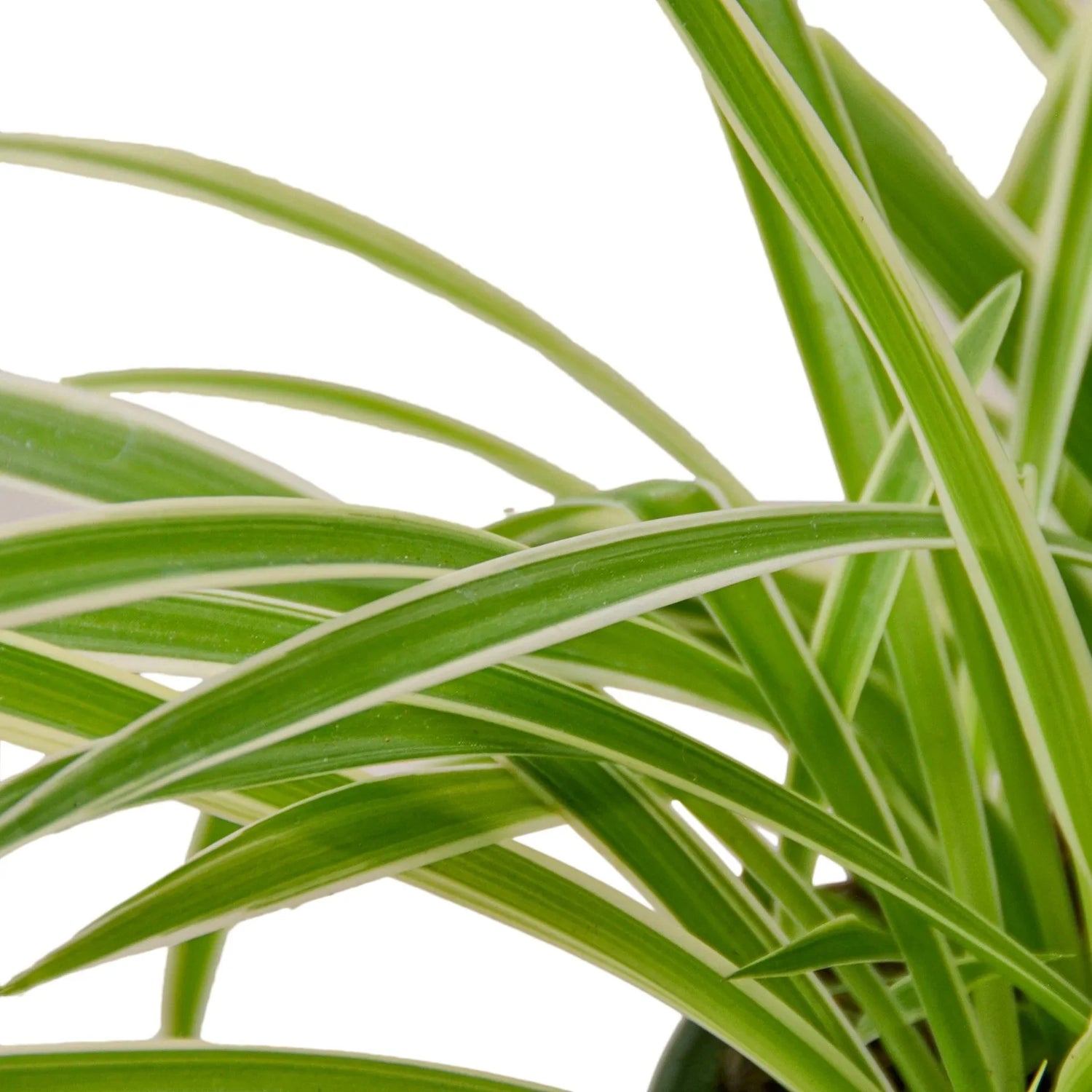 Spider Plant Reverse - Ethereal CompanyDefault