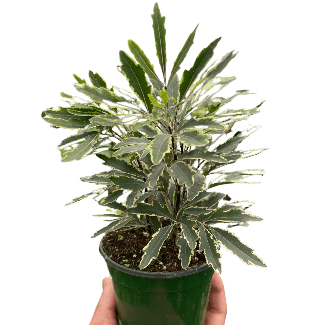 Aralia &