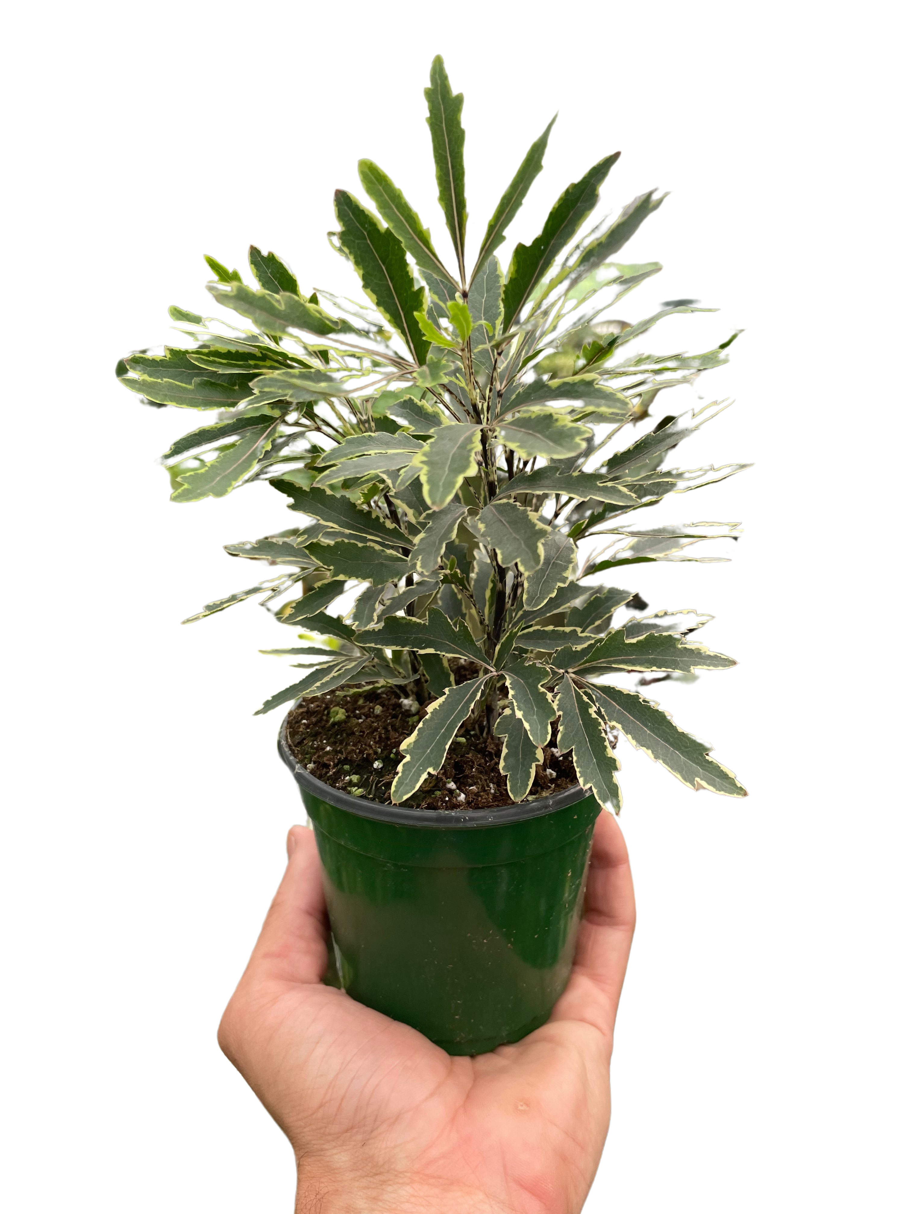 Aralia &