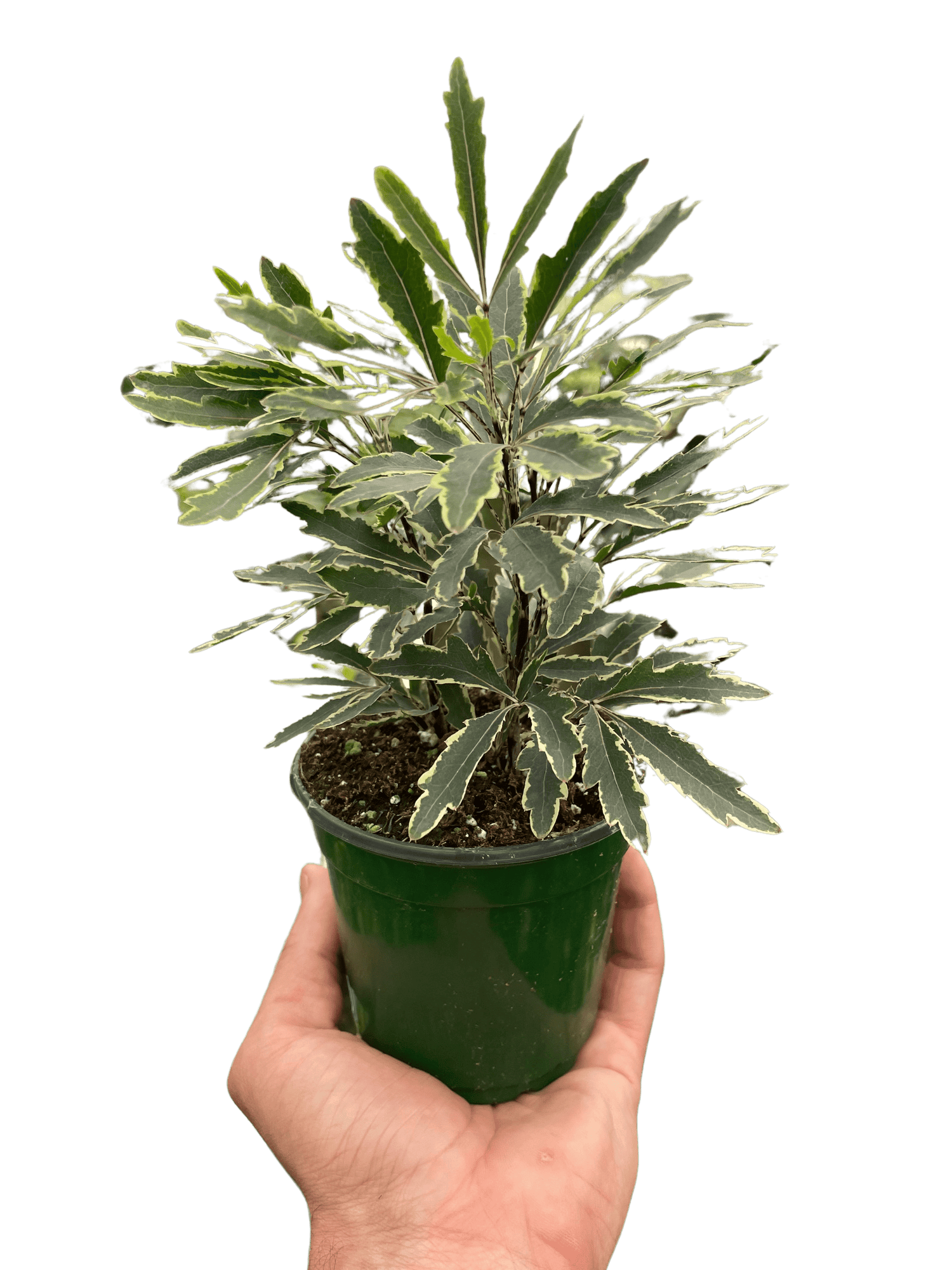 Aralia &