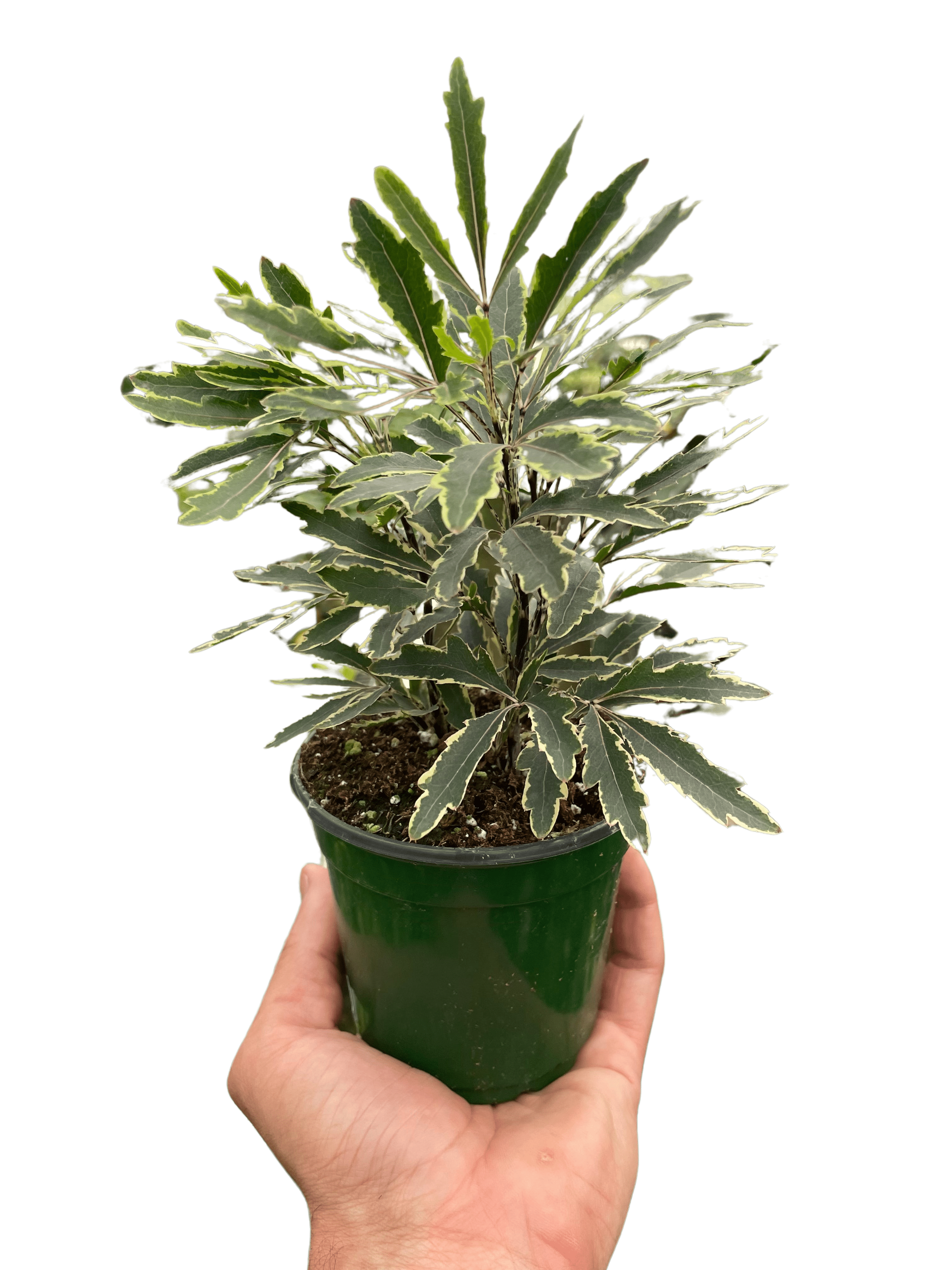 Aralia &