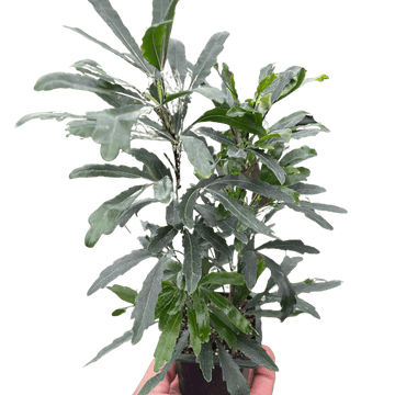 Aralia &