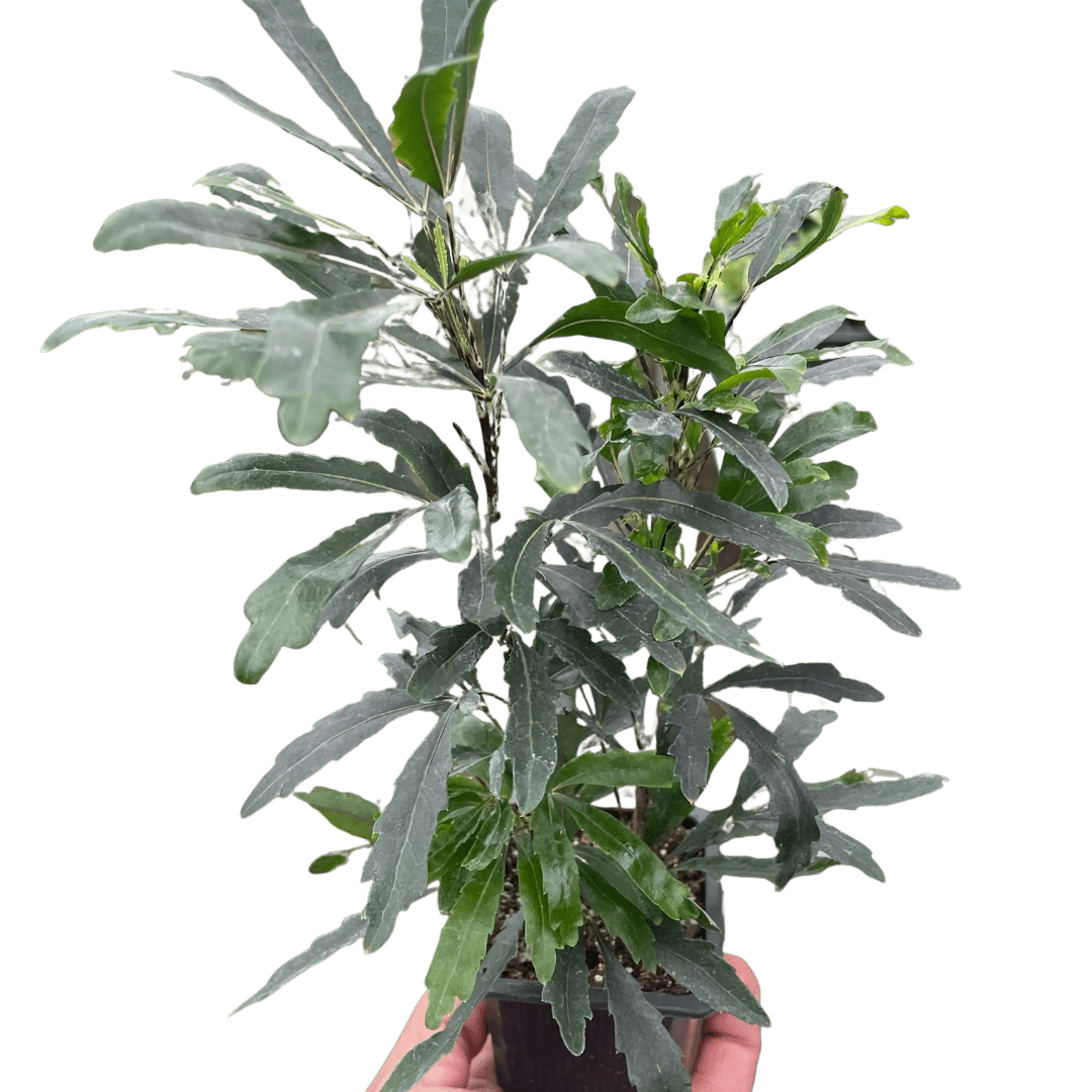 Aralia &