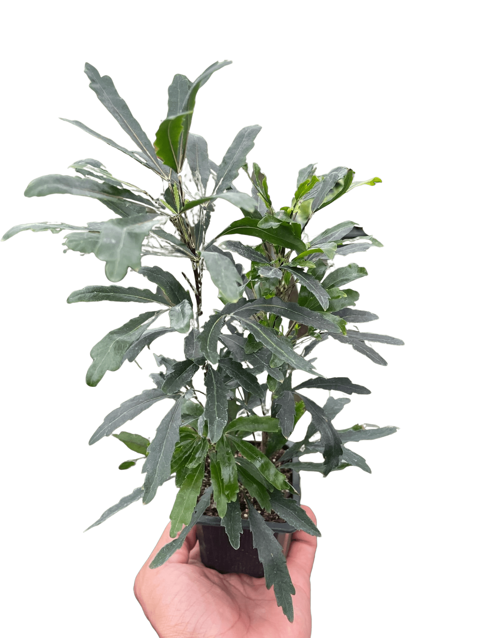 Aralia &