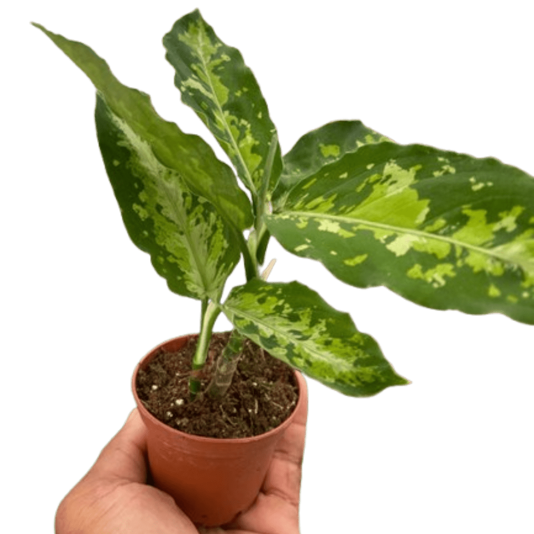 Chinese Evergreen Pictum Tricolor - Ethereal Company-4" Plant