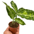 Chinese Evergreen Pictum Tricolor - Ethereal Company-4" Plant