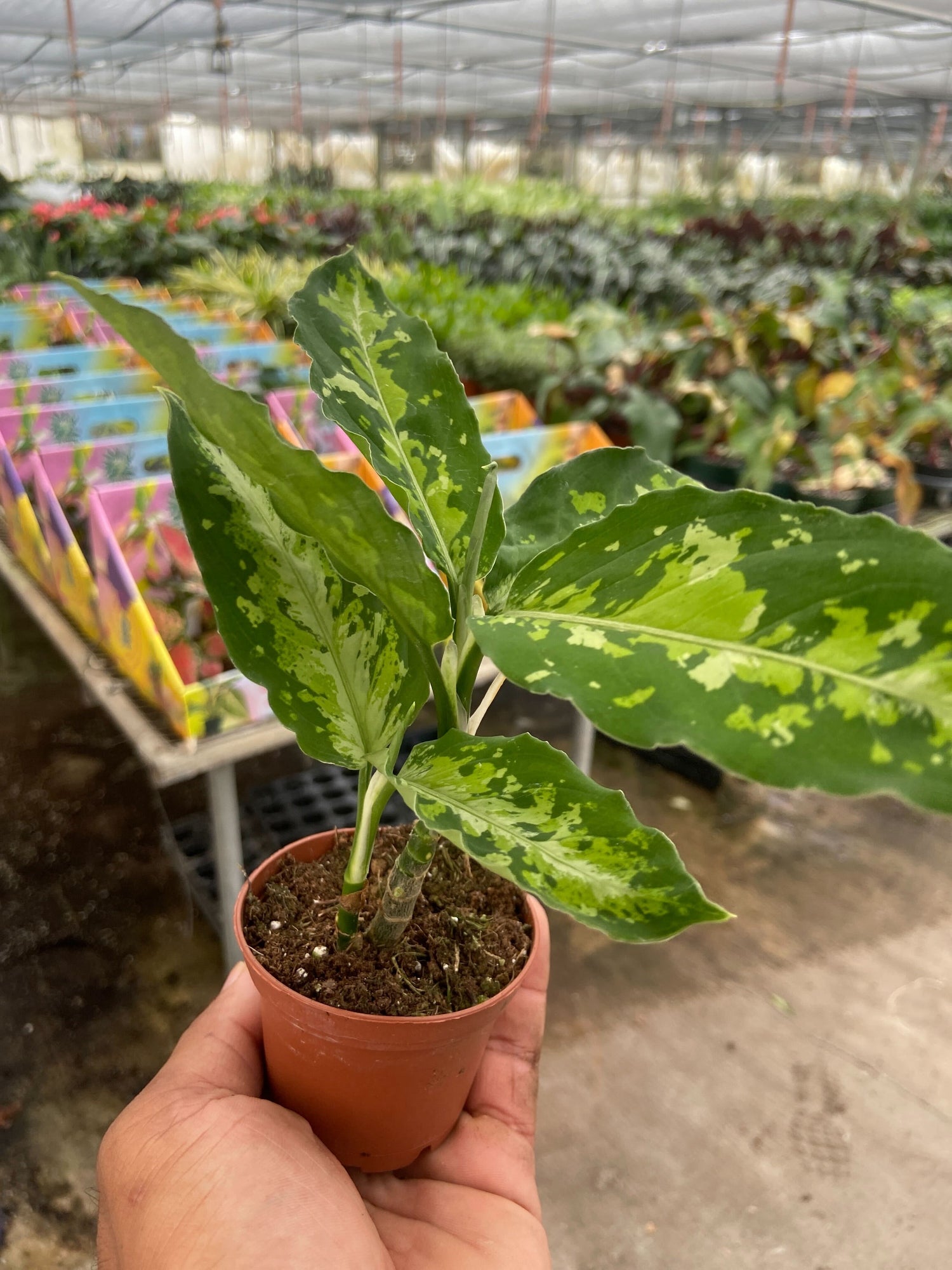 Chinese Evergreen Pictum Tricolor - Ethereal Company-4" Plant