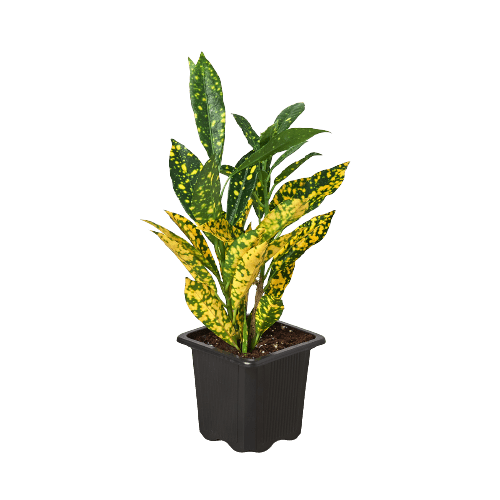 Croton &