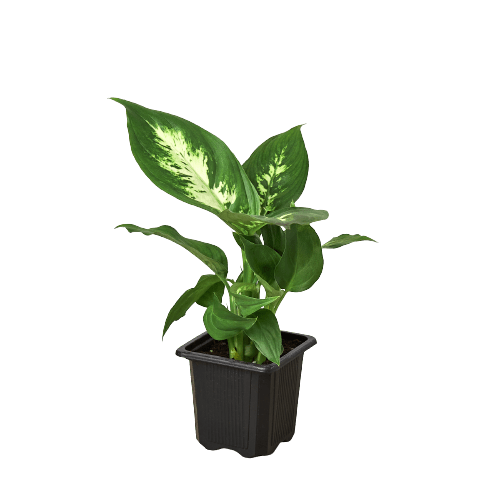 Dieffenbachia Camille - Ethereal Company-Indoor Plants