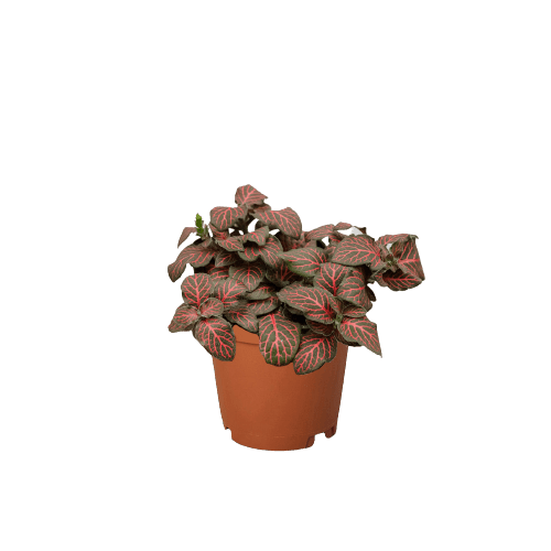 Fittonia &