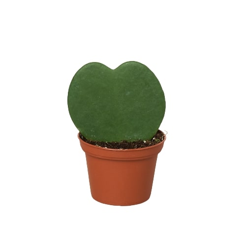 Hoya Sweetheart - Ethereal Company-4" Plant