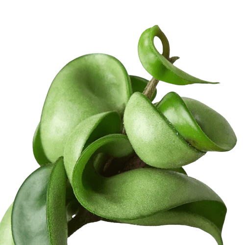 Hoya Rope Plant - Ethereal Company-4" Plant