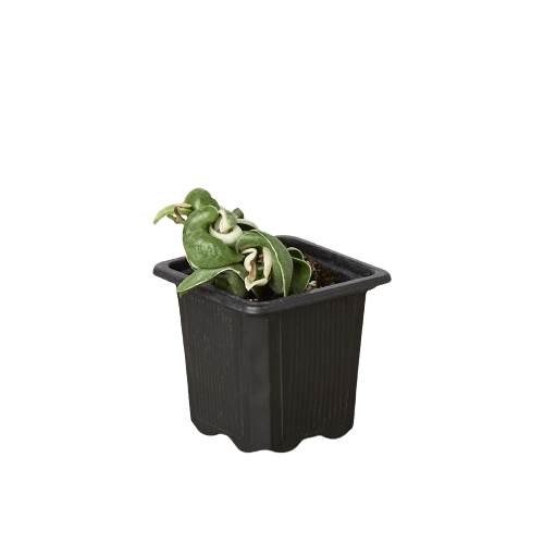 Hoya &