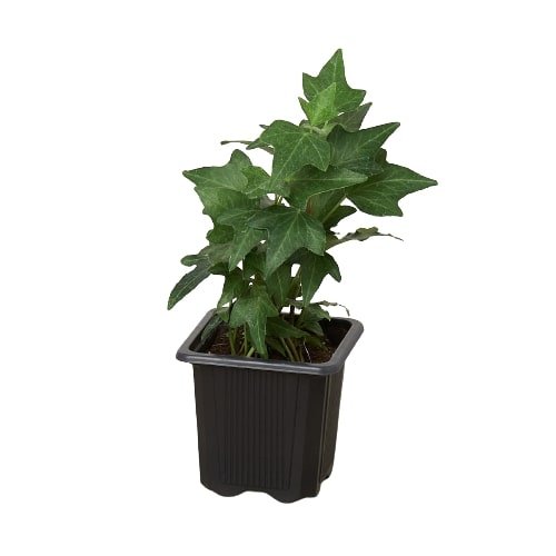 English Ivy Green California - Ethereal Company-Indoor Plants