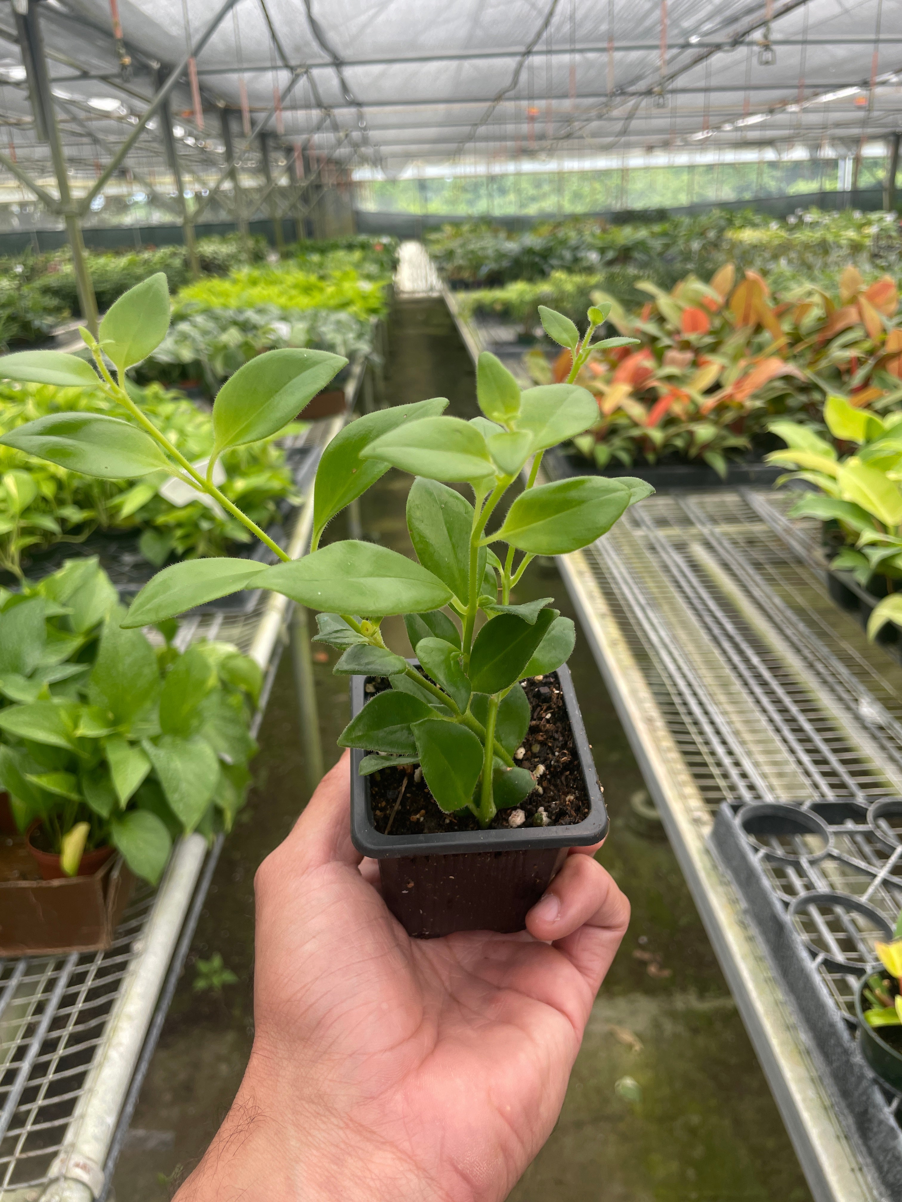 Lipstick Plant - Ethereal Company-4" Plant