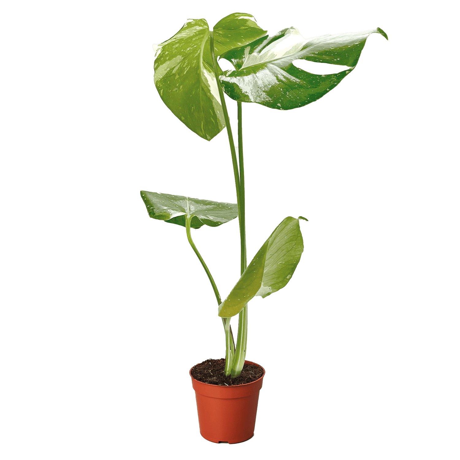 Monstera &