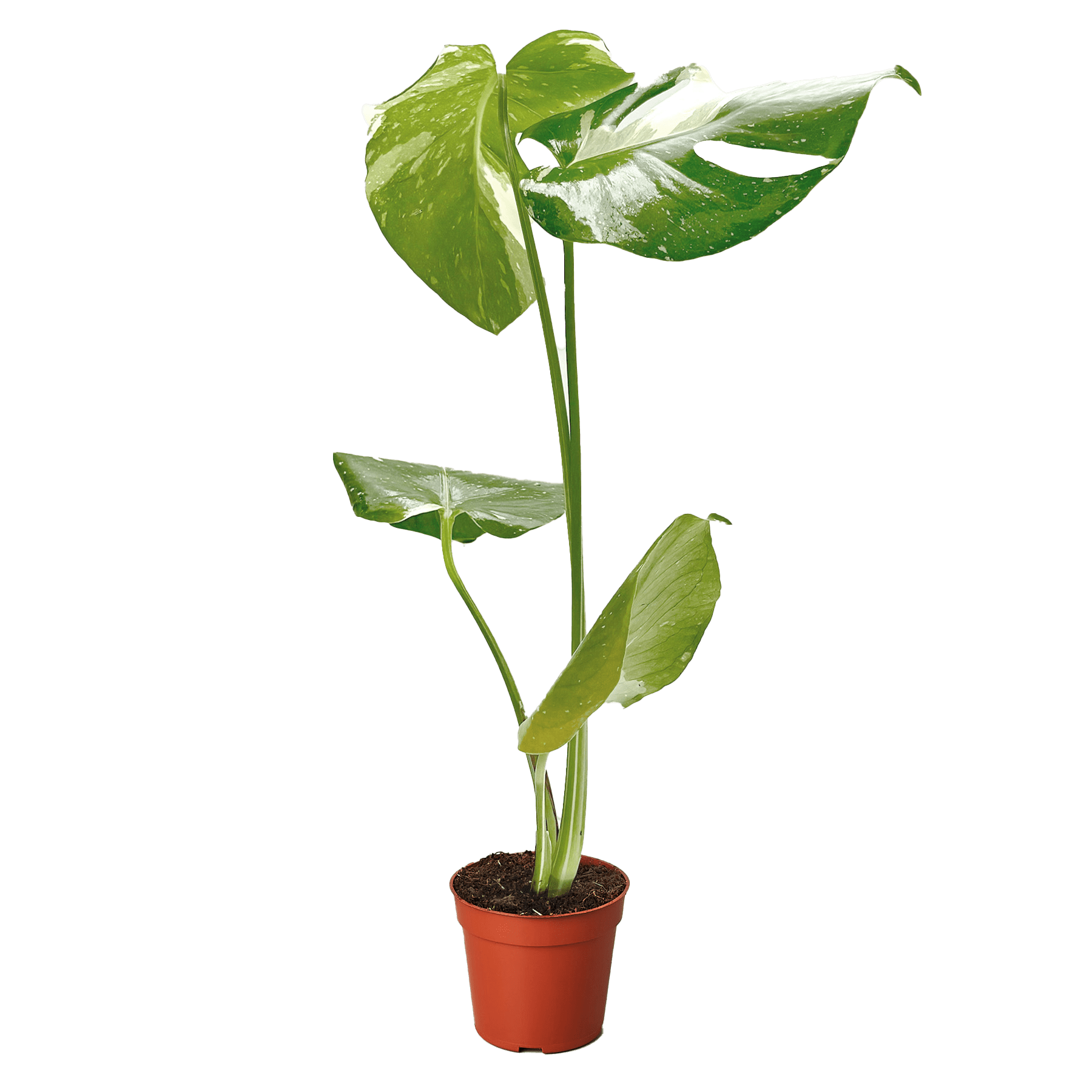 Monstera &