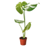 Monstera &