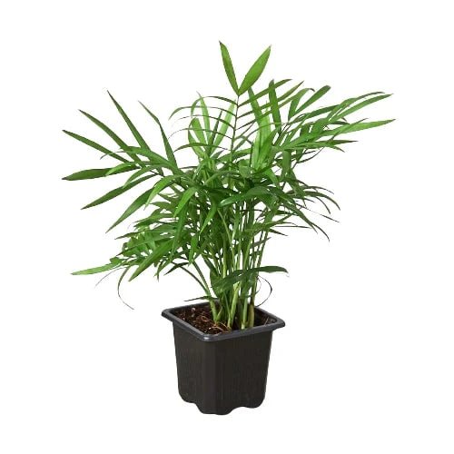 Parlor Palm - Ethereal Company-Indoor Plants