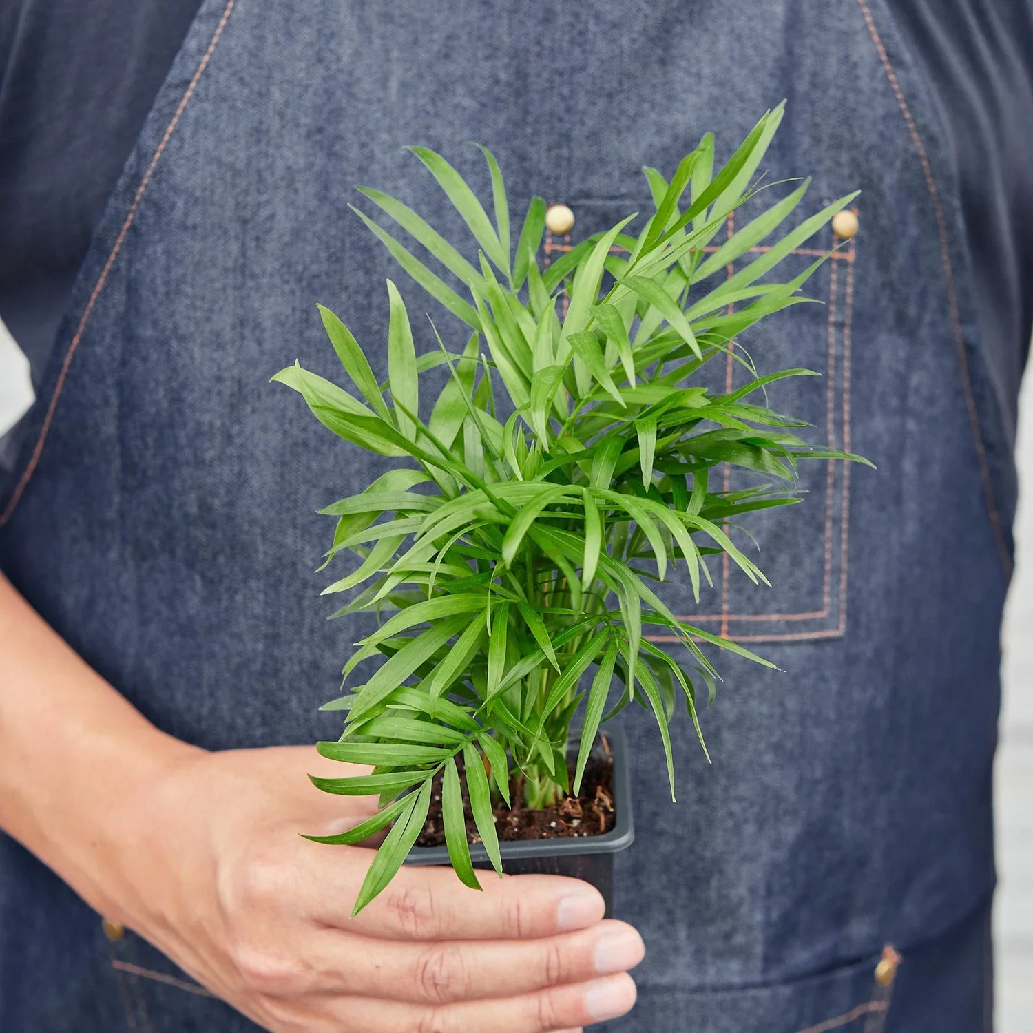 Parlor Palm - Ethereal Company-Indoor Plants