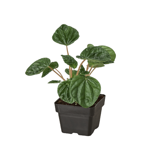 Peperomia &