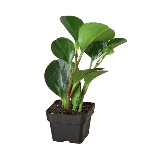 Peperomia Thailand - Ethereal CompanyIndoor Plants