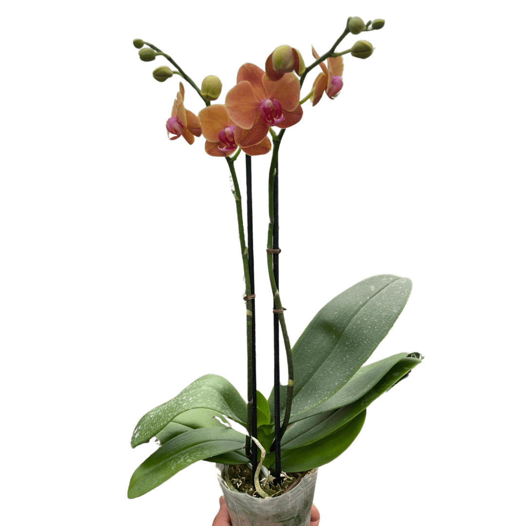 Orchid &