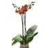 Orchid &