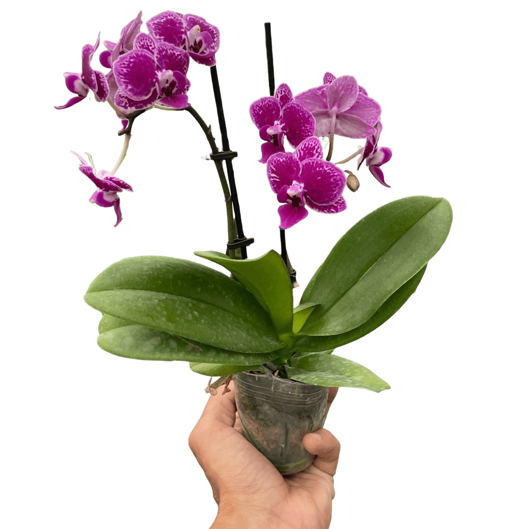 Orchid &