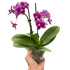 Orchid &