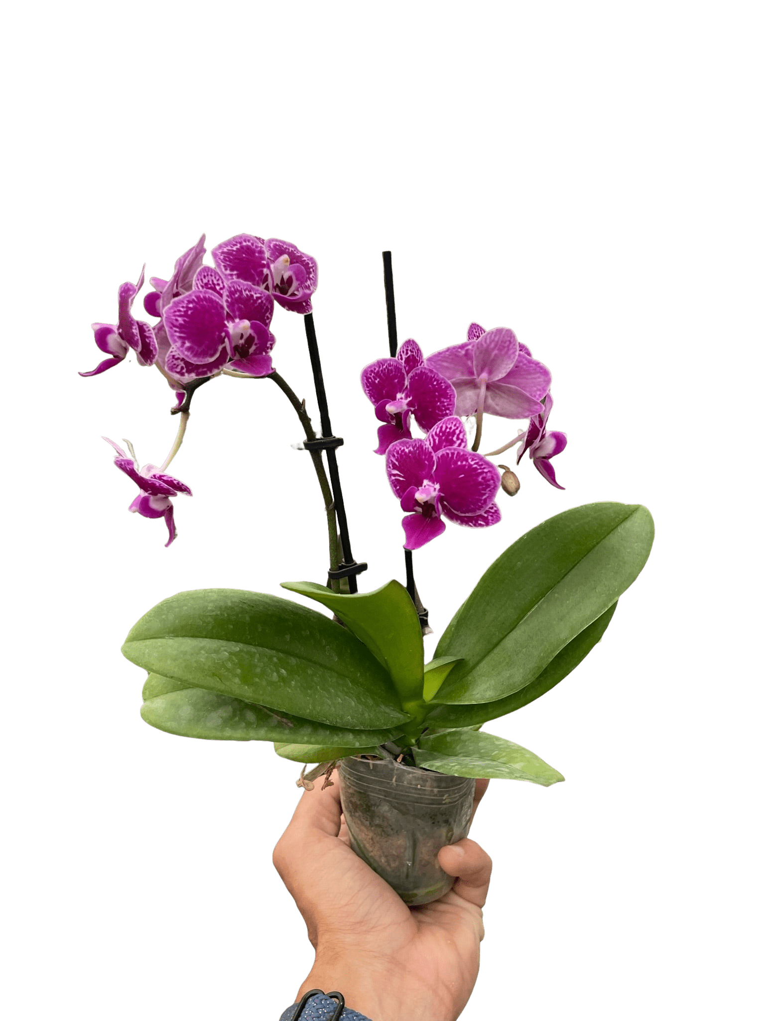 Orchid &