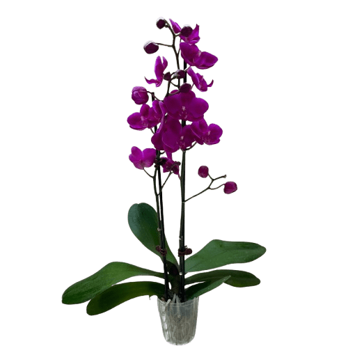 Orchid &