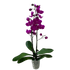 Orchid &