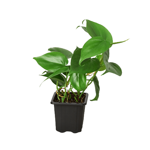 Philodendron Cordatum Heartleaf - Ethereal Company-Indoor Plants