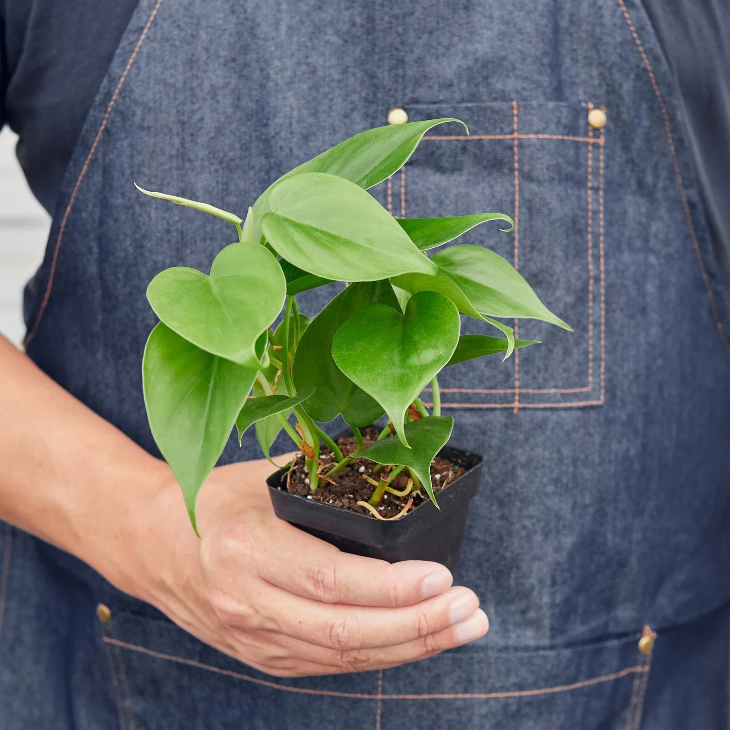 Philodendron Cordatum Heartleaf - Ethereal Company-Indoor Plants