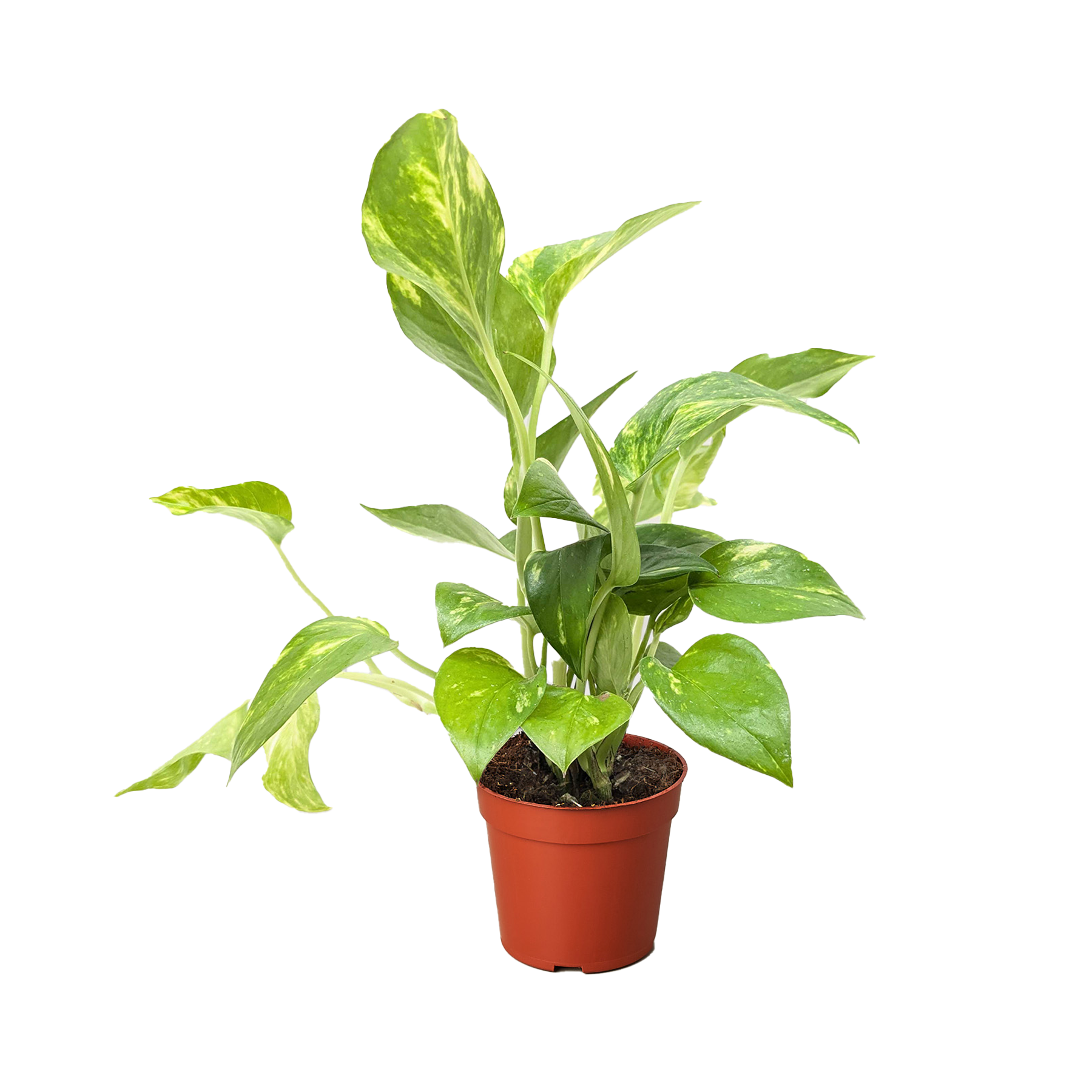 Pothos &