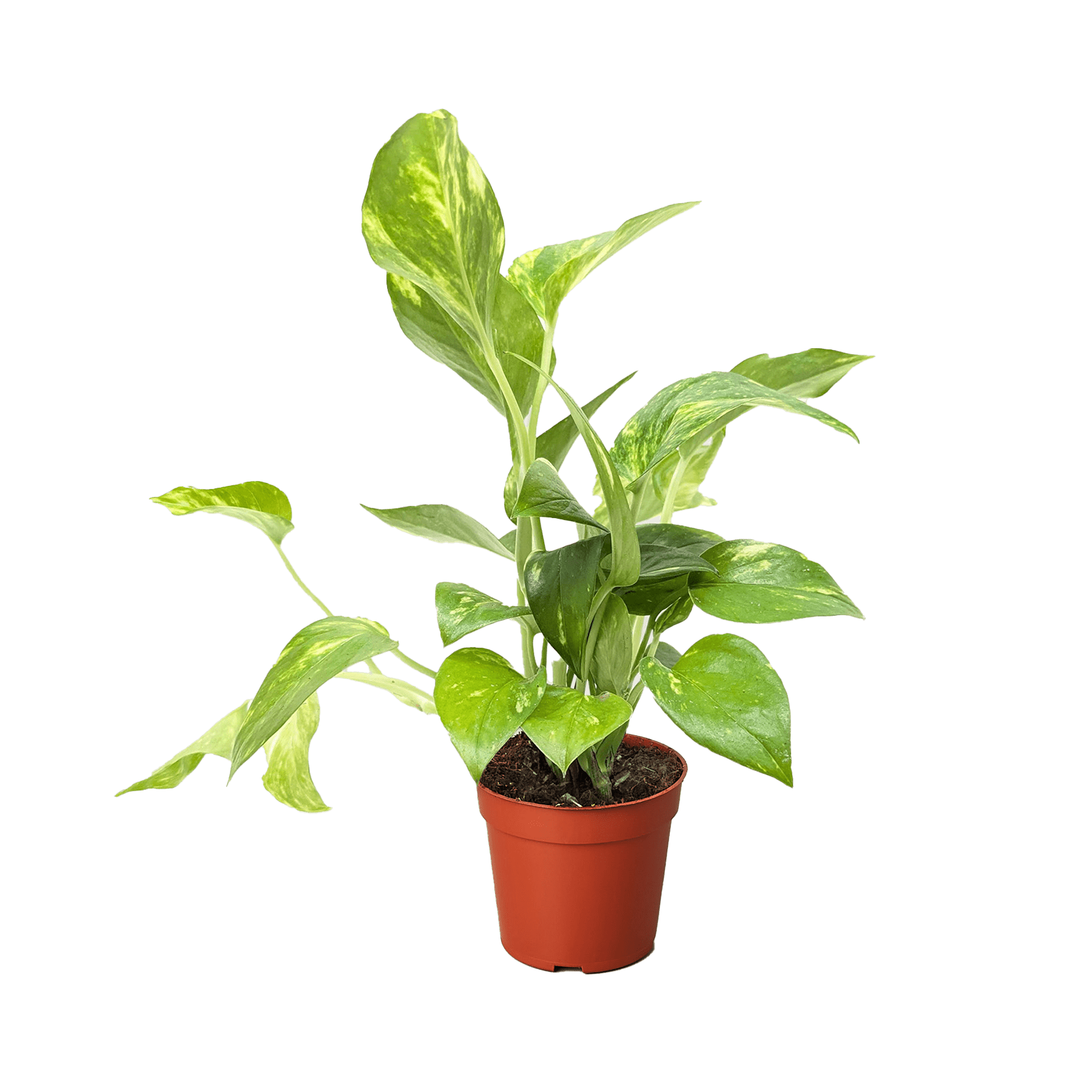 Pothos &