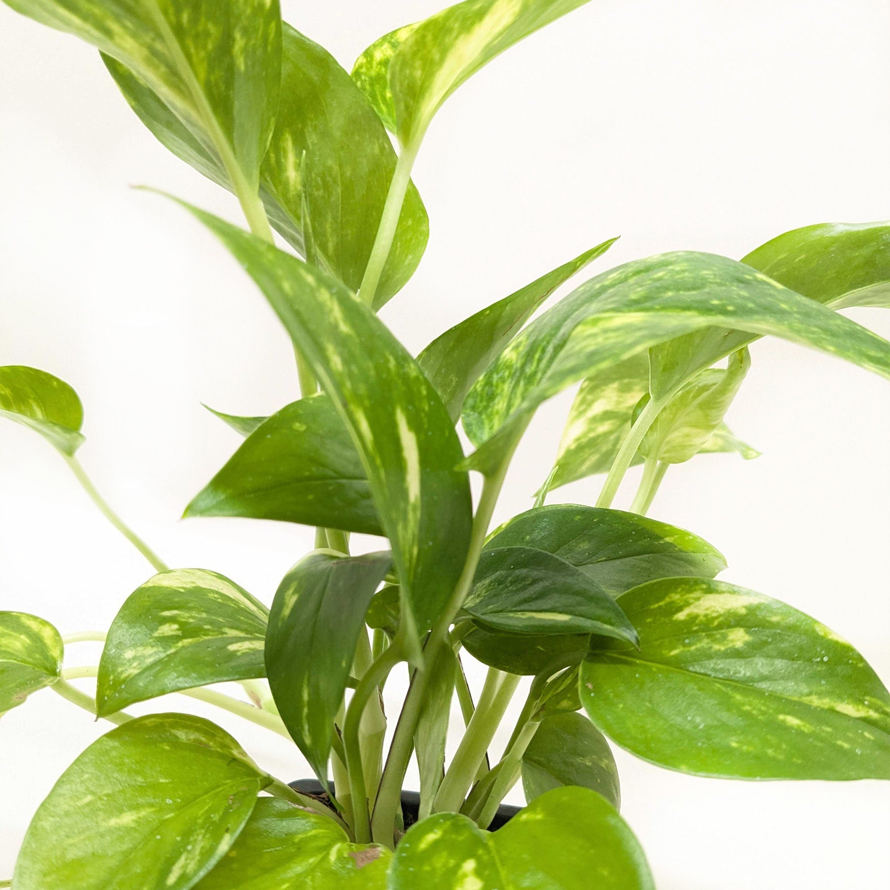 Pothos &
