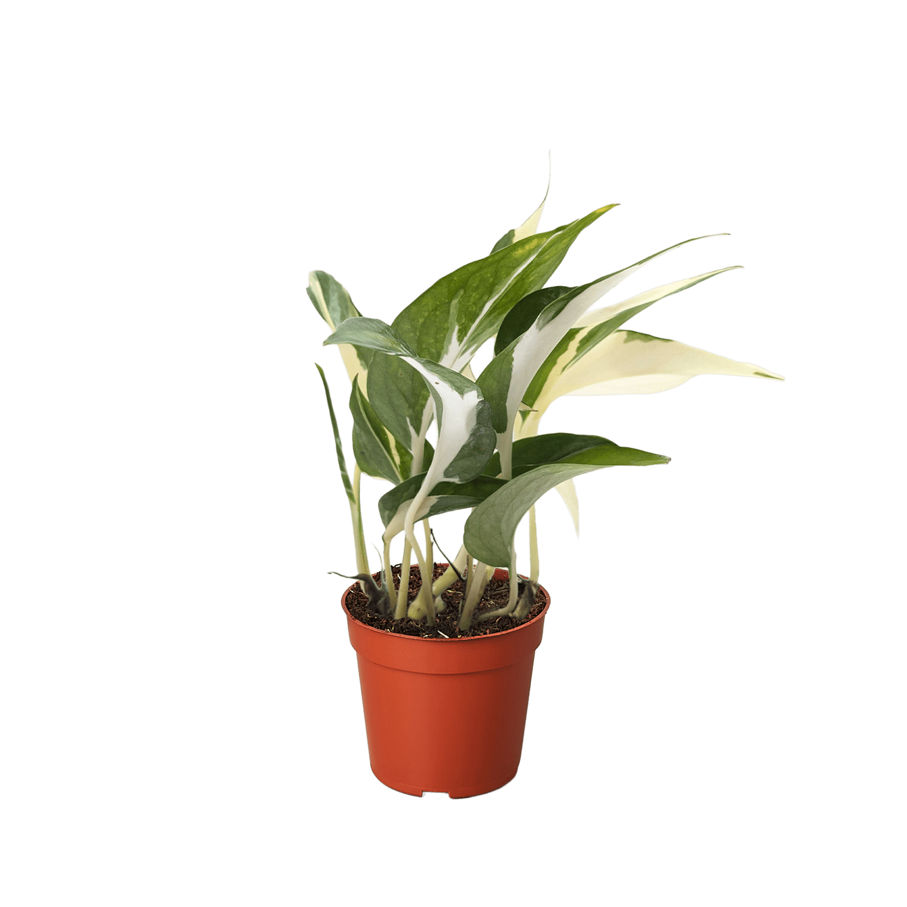 Pothos &