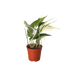 Pothos &
