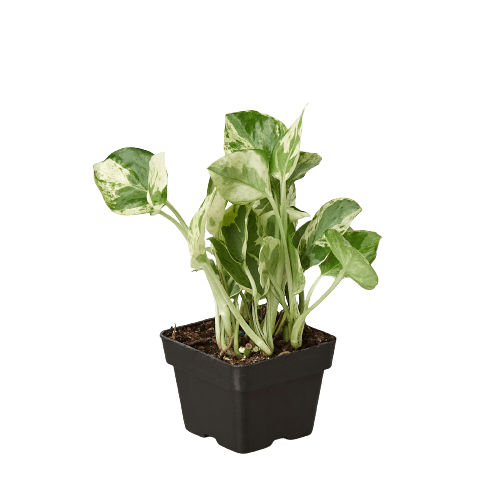Pothos &