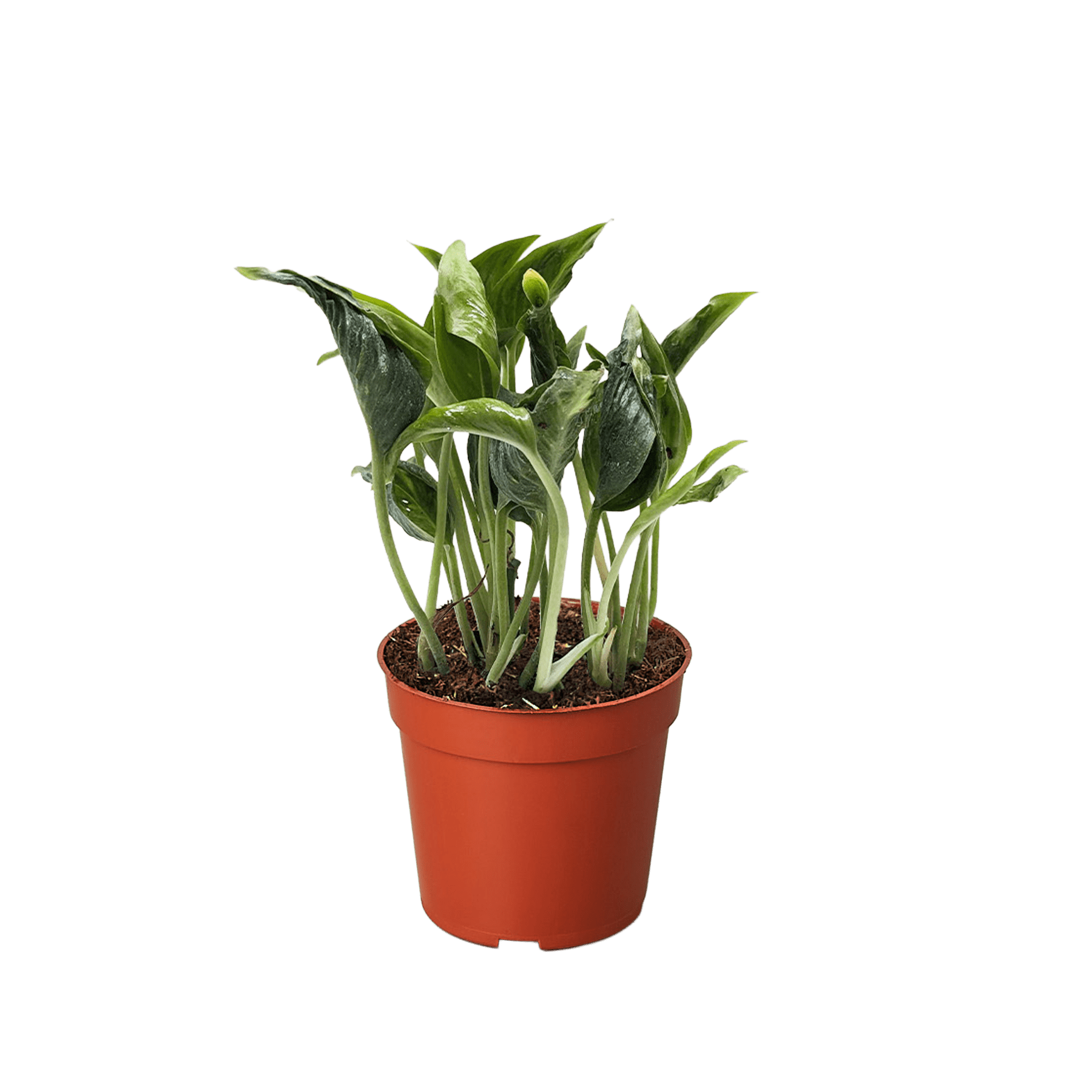 shangrila pothos Pothos 'Shangri La'